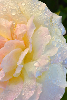 Dew Drop Rose 3.jpg