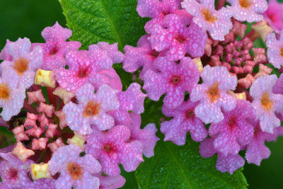 CA - Dew Drop Tri-Color Lantana 1.jpg