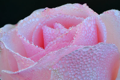 AZ - Dew Drop Rose.jpg