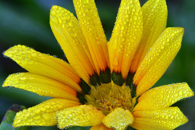 CA - Dew Drop Yellow Flower