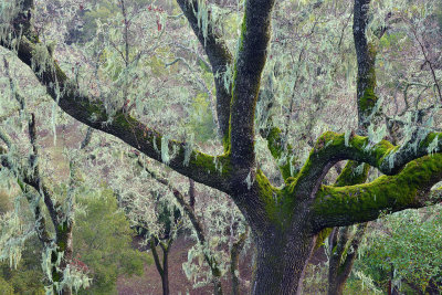 CA - Paso Robles Treescape
