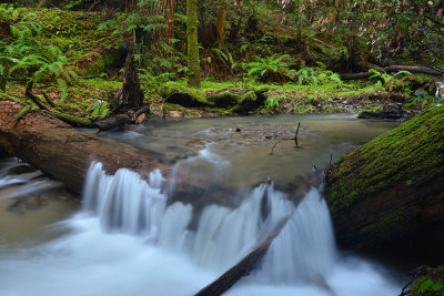CA - Santa Cruz Redwood Stream