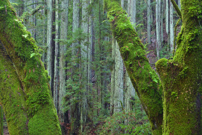 CA - Santa Cruz Redwoods