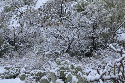 AZ - Saguaro NP Snowy Cactus 1.jpg