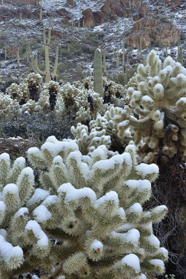 AZ - Saguaro NP Snowy Chollas 2.jpg