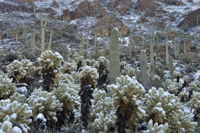 AZ - Saguaro NP Snowy Chollas 3.jpg