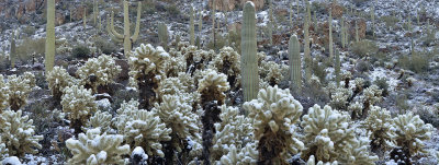 AZ - Saguaro NP Snowy Chollas 7.jpg