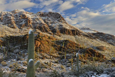 AZ - Saguaro NP Snowy Mountainscape 2.jpg