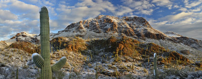 AZ - Saguaro NP Snowy Mountainscape 4.jpg