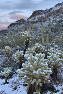 AZ - Saguaro NP Sunrise.jpg