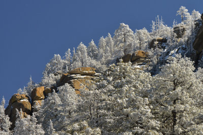 AZ - Catalina Highwaym - Snowscape 2.jpg