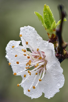 CA - Apple Blossom.jpg
