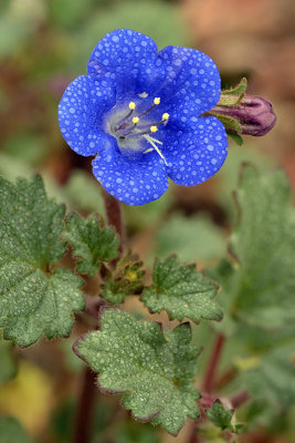 Canterbury Bells 1.jpg