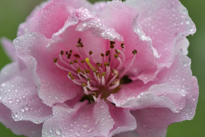 CA - Cherry Blossom 1.jpg