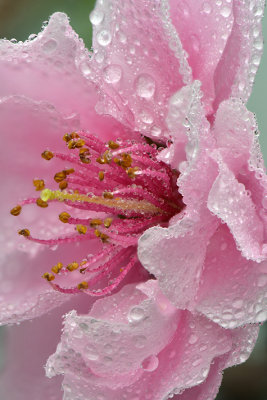 CA - Cherry Blossom 2.jpg