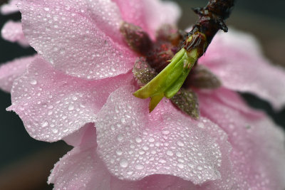 CA - Cherry Blossom 5.jpg