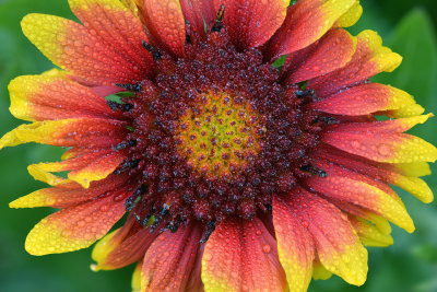 AZ - Indian Blanket.jpg