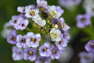 CA - Tiny Purple Flowers.jpg