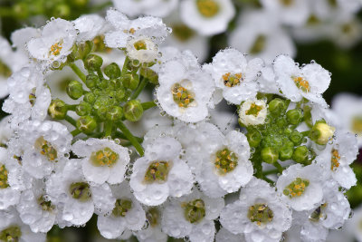 CA - Tiny White Flowers 2.jpg