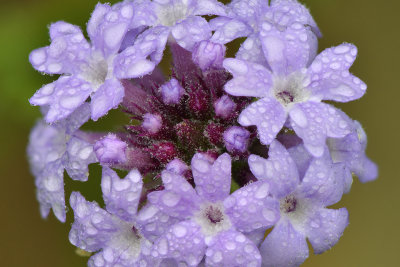 AZ - Goodings Verbena.jpg