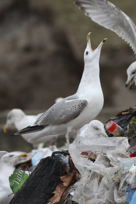 Pontische meeuw / Larus cachinnans