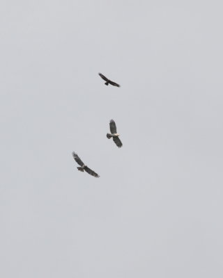 Batumi2011_103.JPG