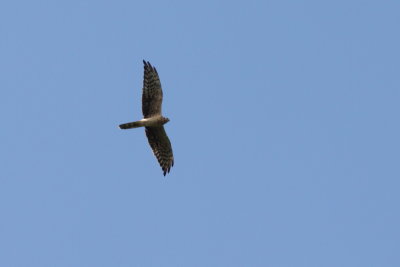 Batumi2011_107.JPG
