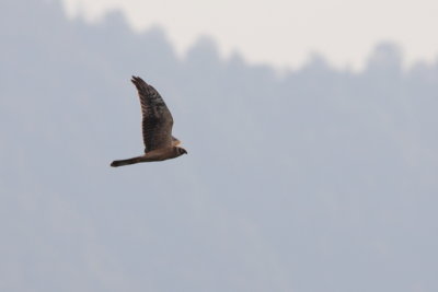 Batumi2011_109.JPG
