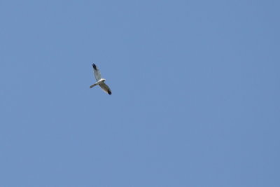 Batumi2011_112.JPG