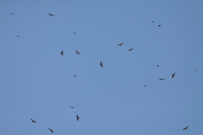 Batumi2011_25.JPG