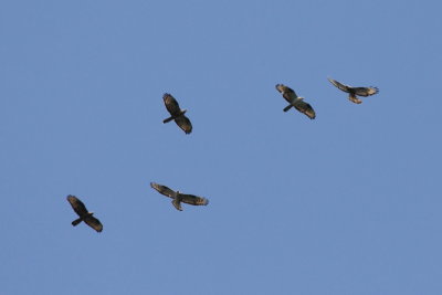 Batumi2011_26.JPG