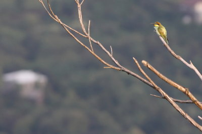 Batumi2011_51.JPG