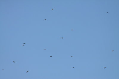 Batumi2011_54.JPG