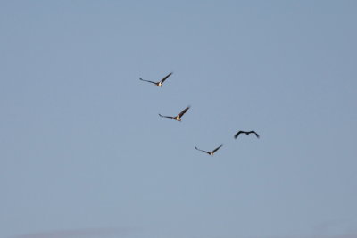 Batumi2011_57.JPG