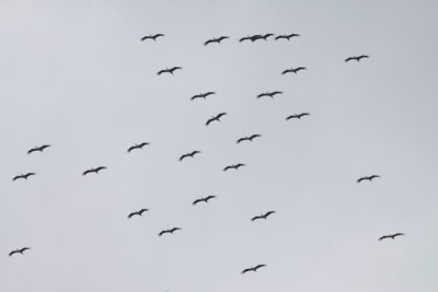 Batumi2011_60.JPG