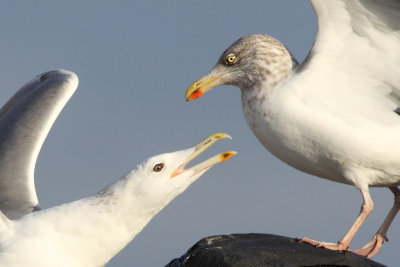 4cy+ Caspian Gull