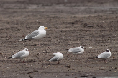 Pontische meeuw / Larus cachinnans