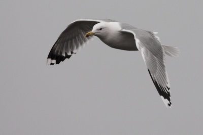 Pontische meeuw / Larus cachinnans