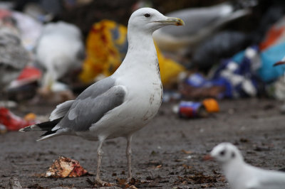 Pontische meeuw / Larus cachinnans