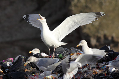 Pontische meeuw / Larus cachinnans