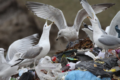 Pontische meeuw / Larus cachinnans