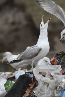 Pontische meeuw / Larus cachinnans