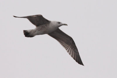 cachinnans-1kj-2012-1-30_Urk_1.jpg