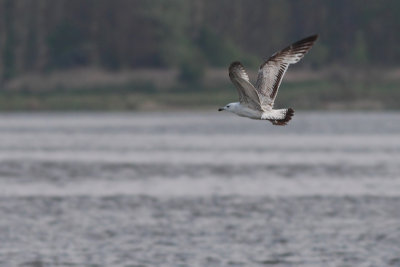 2cy Caspian Gull