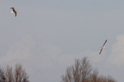 Cachinnans-2kj-2011-12-17_Bleskensgraaf_1.jpg