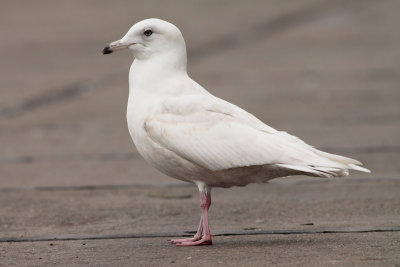 Iceland Gull (Larus glaucoides)