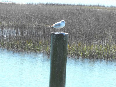 seagull on a post.jpg