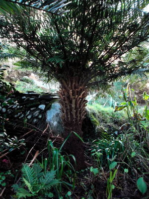 Cyathea australis Jan 2013