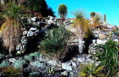 Yucca linearis, filifera etc