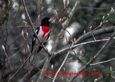 Cardinal poitrine rose/Rose-Breasted Grosbeak